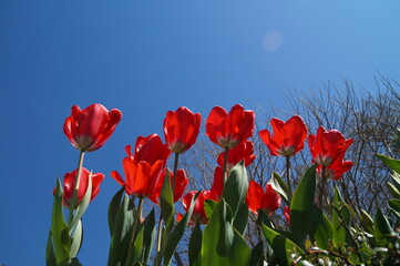 Obraz premium gorgeous bright red tulips against the blue sky on a sunny April day on Flower Island Mainau 