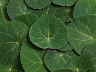 Photo background of Stephania erecta Craib