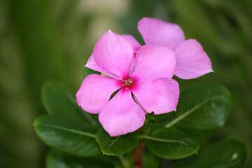 Pink-coloured Madagascar periwinkle (Catharanthus roseus) in bloom