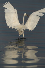 Western reef heron fishing at Busaiteen coast, Bahrain
