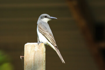 Grey kingbird sitting on a wooden pole, Grenada.