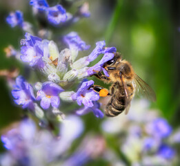 Bee on a blue flower blossom