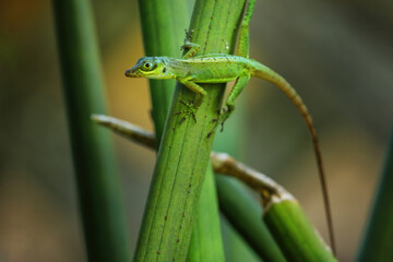 Grenada tree anole sitting on a plant, Grenada.