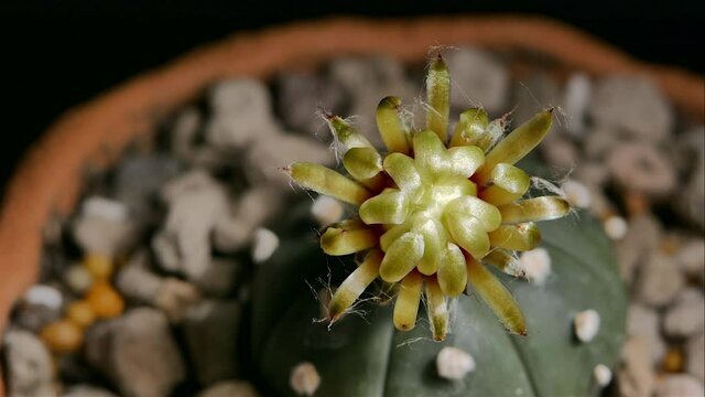 Astrophytum Asterias Cactus Flower Blossom, Small cactus in a flowerpot