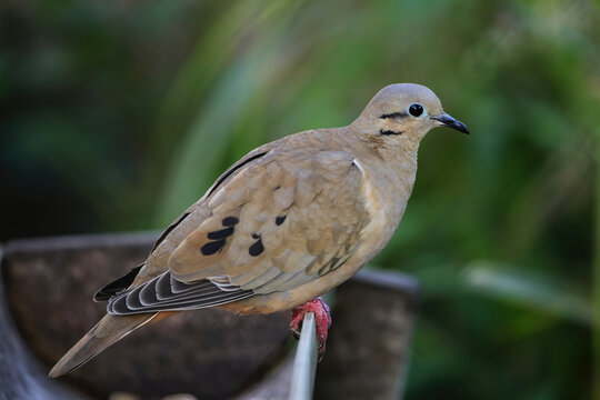 Eared Dove On Grenada Island, Grenada, West Indies