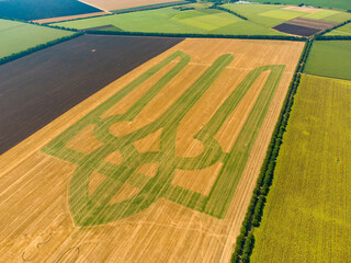 Coat of arms of Ukraine on a wheat field. Trident. Will. The symbol of Ukraine in the Guinness Book of Records. 22,08,2021