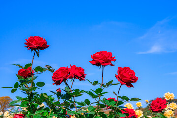 快晴の中、美しい赤い薔薇、赤いバラ、レッドローズ