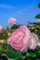 快晴の中元気に咲くピンクの薔薇達、ピンクのローズ