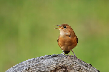 Antillean House Wren (Troglodytes martinicensis grenadensis) sitting on a branch, Grenada.