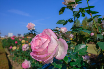 快晴の中元気に咲くピンクの薔薇達、ピンクのローズ
