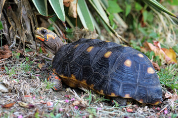 Red-footed tortoise on Carriacou Island, Grenada. - obrazy, fototapety, plakaty
