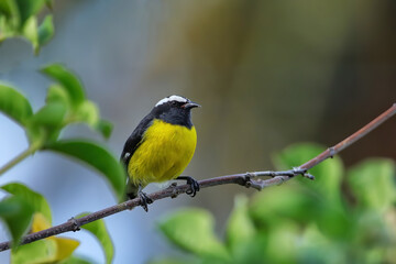Bananaquit sitting in a tree, Carriacou Island, Grenada.