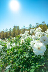 快晴の中、元気に咲く白いの薔薇、ホワイトローズ