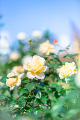 快晴の中、元気に咲く白いの薔薇、ホワイトローズ