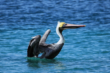 Brown pelican on Carriacou Island, Grenada.