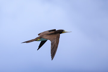 Brown booby in flight, Carriacou Island, Grenada
