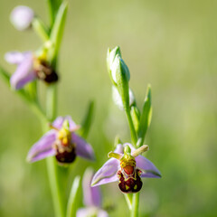 Bee orchid wild flower, ophrys apifera