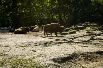 buffalo in the field