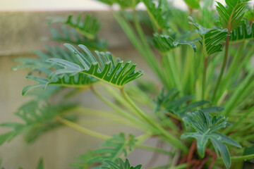 Philodendron (Philodendron xanadu Croat) (soft focus),this plant is native to Brazil,cultivated as a potted plant, a cut-off plant and placed as an ornamental plant,mainly for its attractive foliage