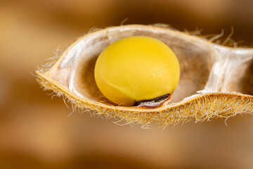 Closeup of soybean seed in pod. Concept of agriculture, farming and soy products
