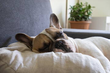 Cute brown and white short-haired adult French bulldog lounging on the gray sofa bed on the soft pillow in the living room. Happy or Tired sleeping or having rest, have lazy time animal, side view