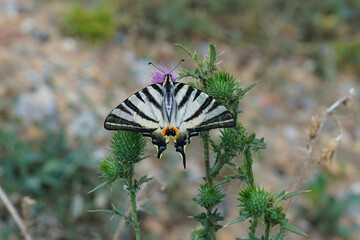 Closeup of the scarce swallowtail,  Iphiclides podalirius, with open wings hanging on a plant , in the Gard