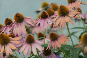 echinacea blossoms fast fading 