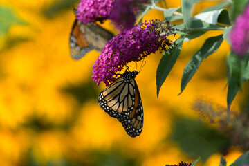 monarch butterflies on violet Buddleja photographed on a background of yellow rudbeckia flowers - obrazy, fototapety, plakaty