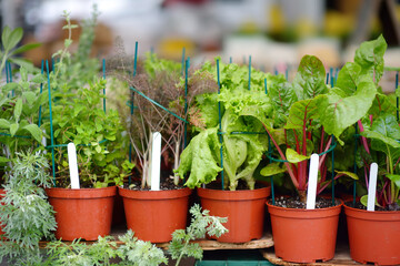 Plants in garden center in early springtime. Sale of varietal seedlings of herbs, salad, veggies...