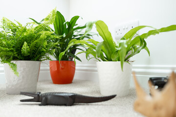 Group of lush interior plants seen growing on a carpeted ledge within a private house. Nearby hand carved animals can be seen.