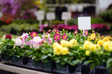 Plants in garden center or street market. Sale of varietal seedlings of flowers in pots. Sprouts of...
