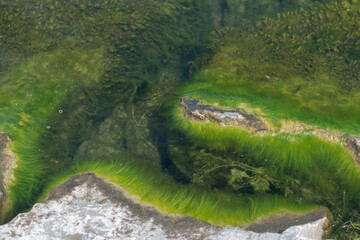 algae growing on rocks in water
