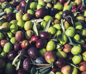Olives, Olive Trees, Olive Oil