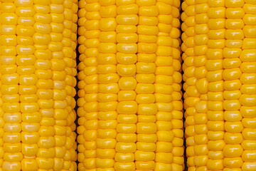 Cobs of yellow corn close-up. Food background.