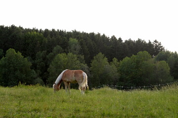 Fototapeta na wymiar Glückliche Pferde auf der Weide