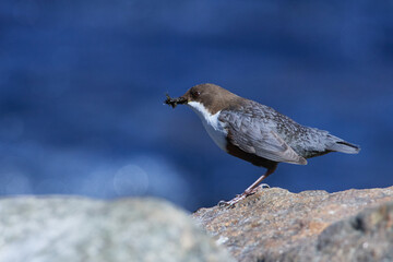 Wasseramsel (Cinclus cinclus) an der Spree bei der Futtersuche	