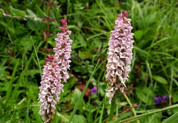macro di fioritura di belle piante rosa in campagna
