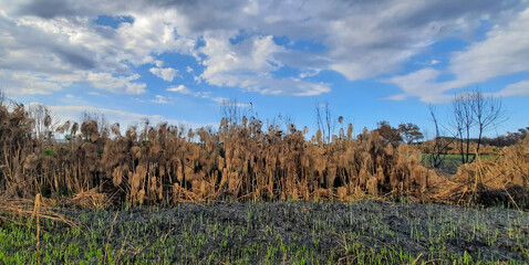 Obraz premium triste panorama di sterpaglia bruciata sotto un cielo nuvoloso