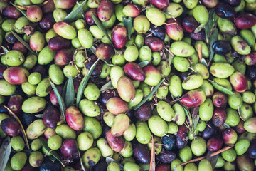 Olives, Olive Trees, Olive Oil