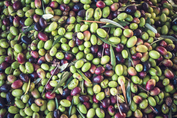 Olives, Olive Trees, Olive Oil