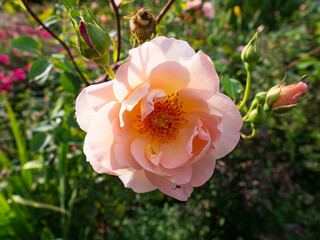 a single pink colored blooming rose in close up in the foreground. In the sunshine, on a rose bush, with several rose buds,  in the background green leaves