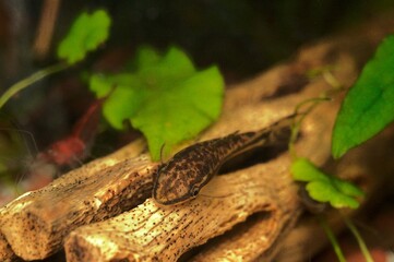 Juvenile Otocinclus Catfish on Chola