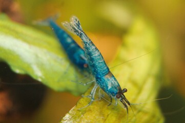 Blue Diamond Neocaridina