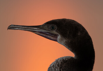 Closeup of a Socotra cormorant during sunrise, Bahrain