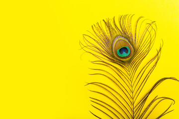 beautiful elegant iridescent blue green gold with peephole exotic peacock feather on yellow...
