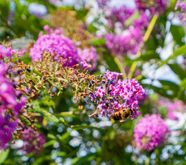 A lilac bush, on a single lilac-colored lilac branch sits a bee, in the sunshine, with a blue sky