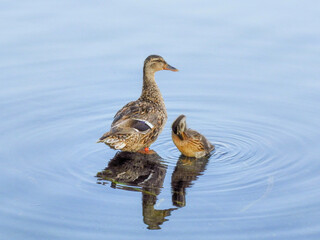 duck on the water