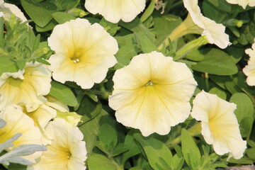 Blooming Of The Petunias, Banff National Park, Alberta