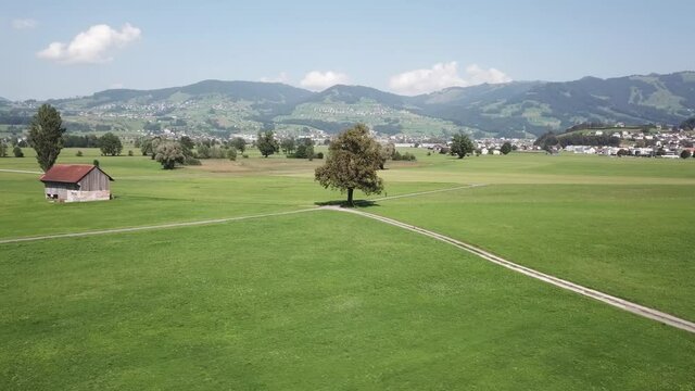 Majestic tree in an intersection in rural part of Switzerland, aerial orbit.