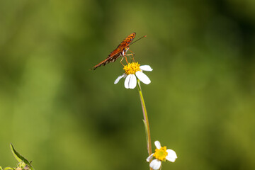 Primer plano de dama pintada mariposas en bidens alba